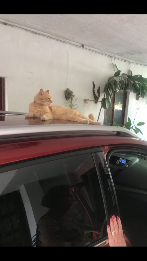 Luis