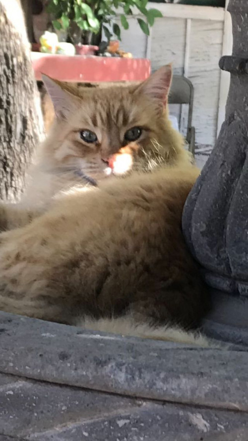 Luis
