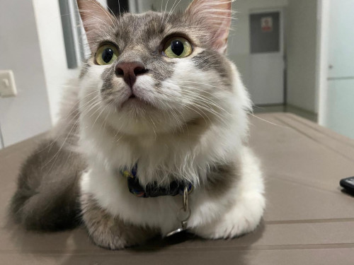 Thomas