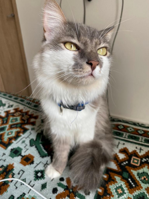 Thomas