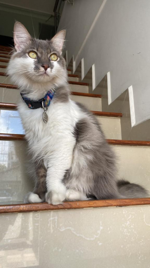 Thomas
