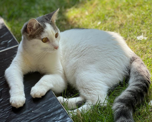 Manchitas