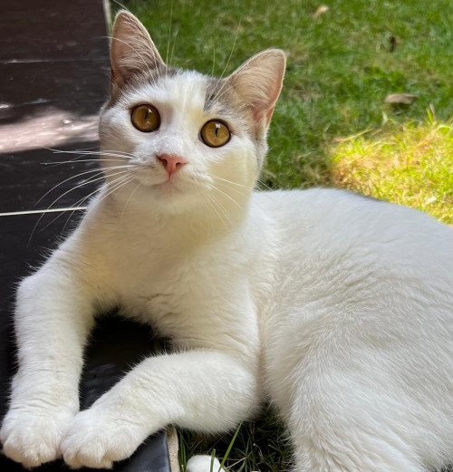 Manchitas