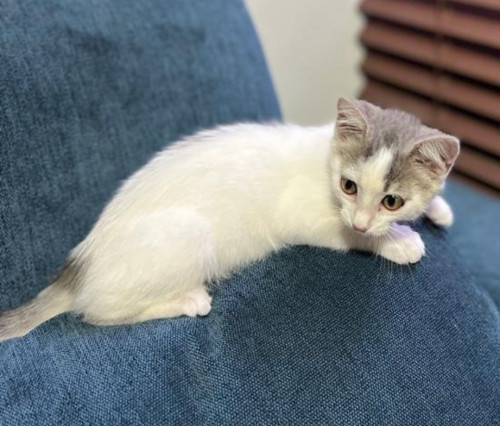 Manchitas