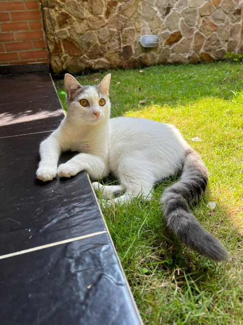 Manchitas
