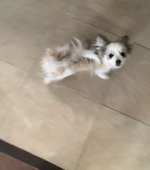 Kuma