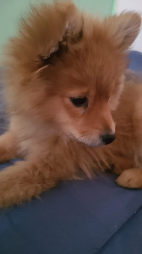 Foxy