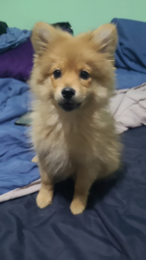 Foxy