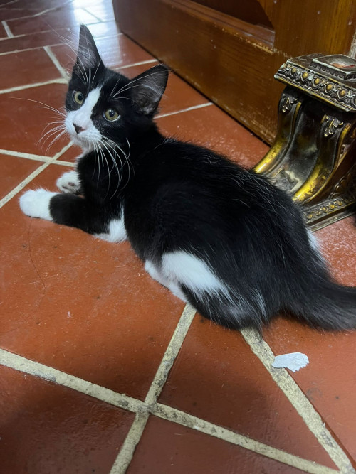 Pericles