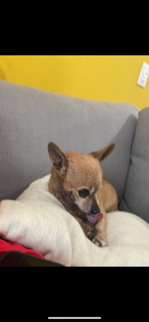 Gorda