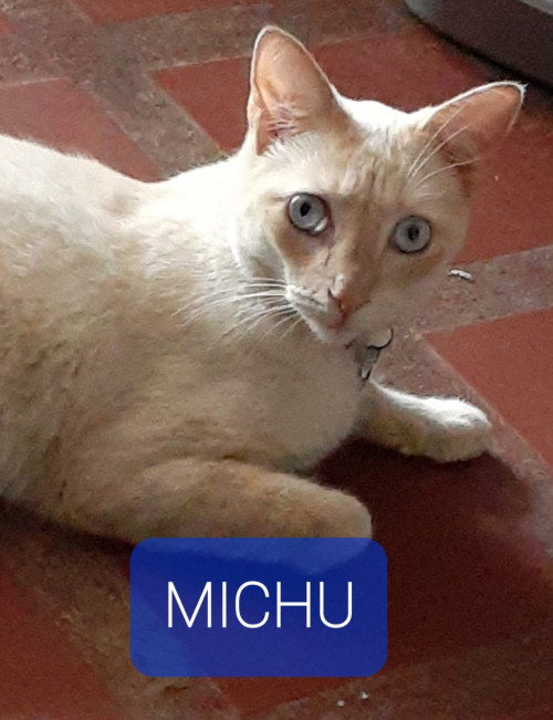 Michy