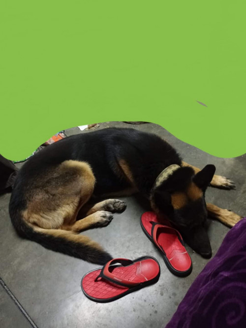 Drako