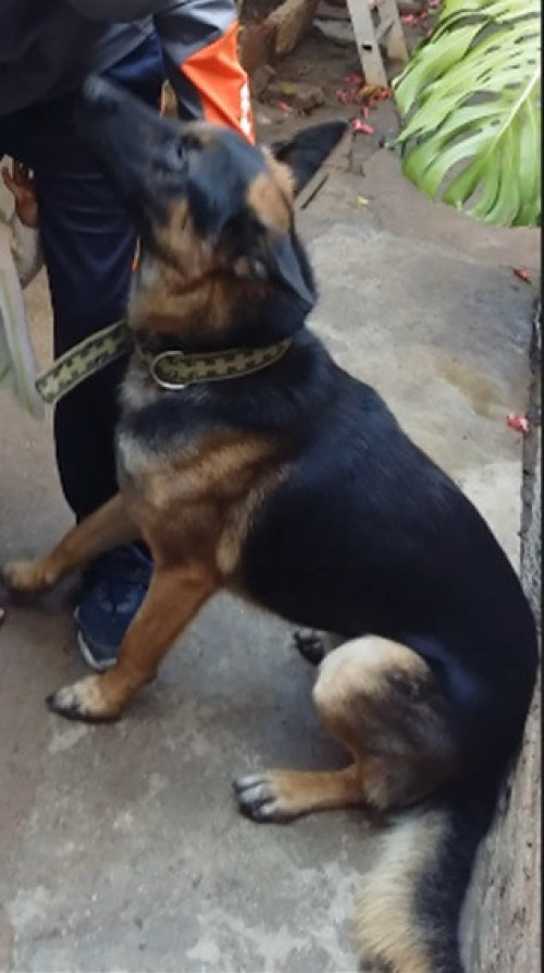 Drako