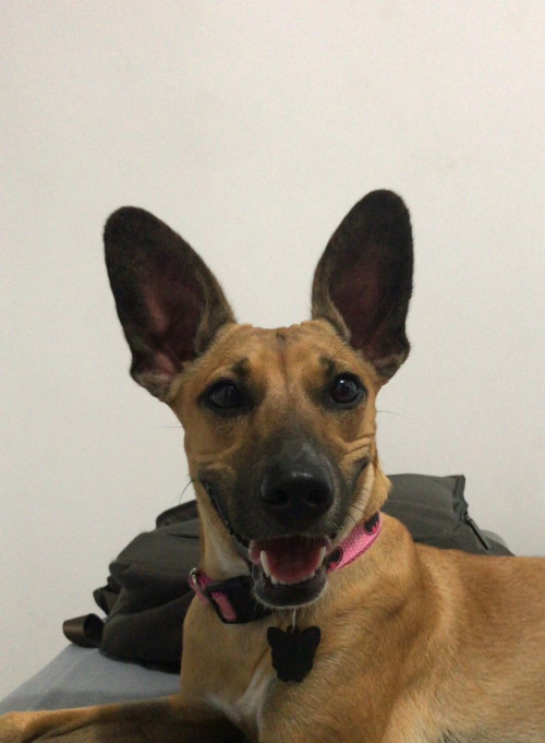 Arya
