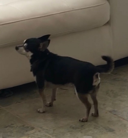 Koby