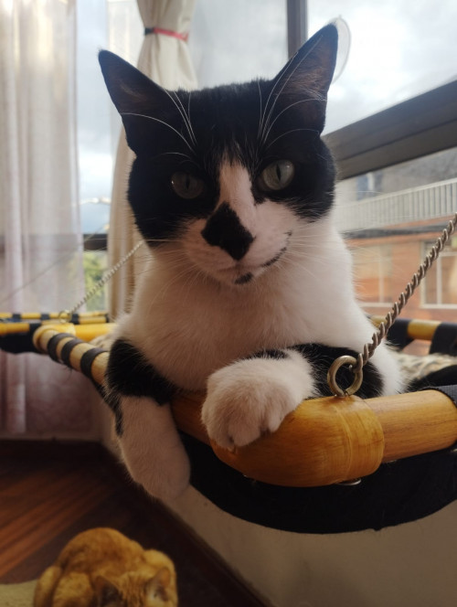 Izzy