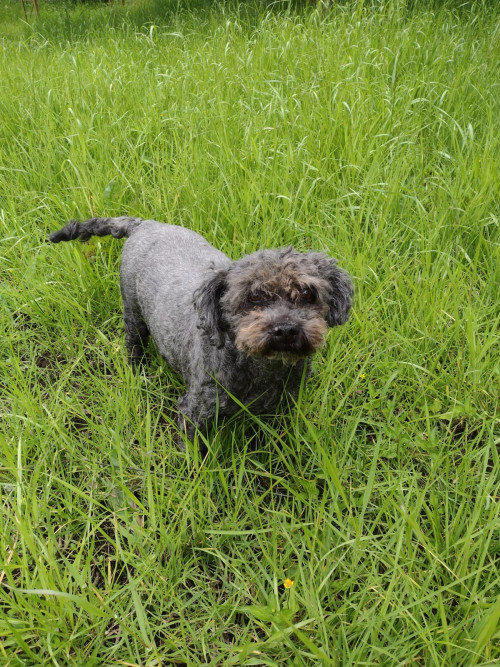 Lulú