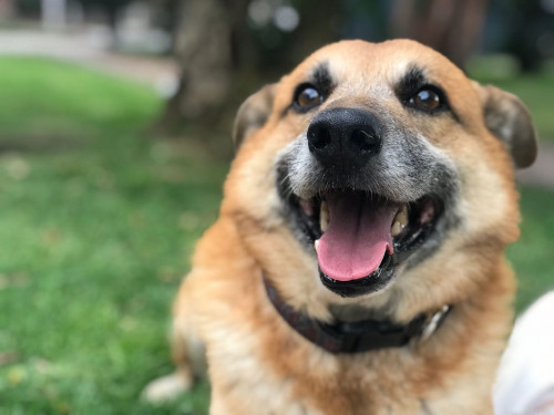Zeus