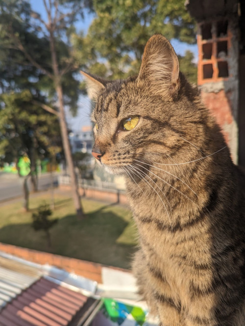 Tora