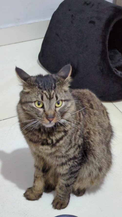 Tora