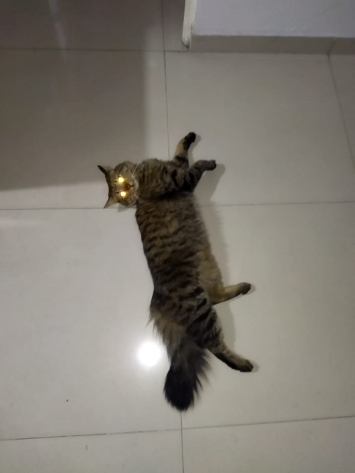 Tora