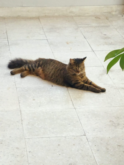 Tora