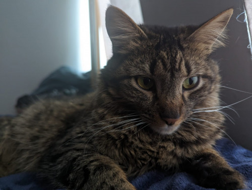 Tora