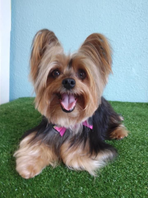 Bella