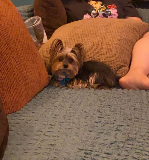 Bella