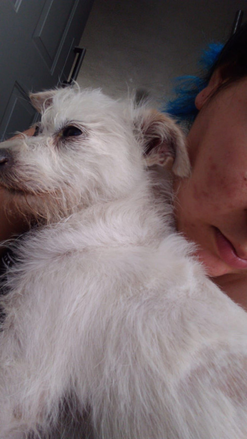 Tiburoncin Y Frida