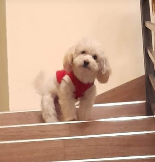 Wüerito