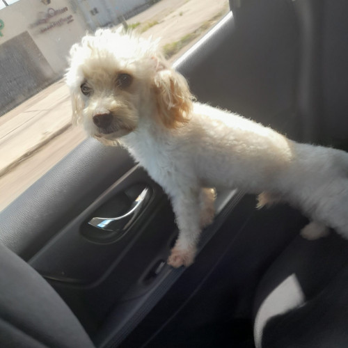 Wüerito