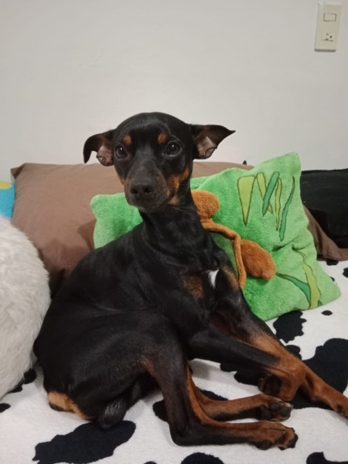 Roko
