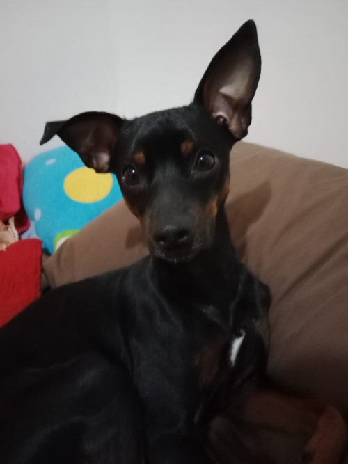 Roko