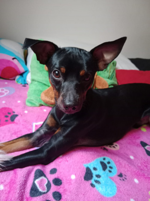 Roko