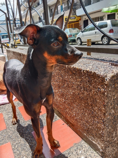 Roko