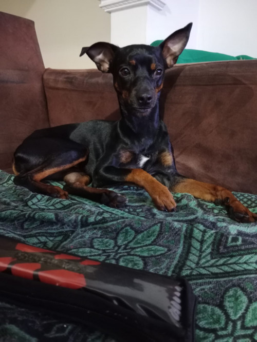 Roko