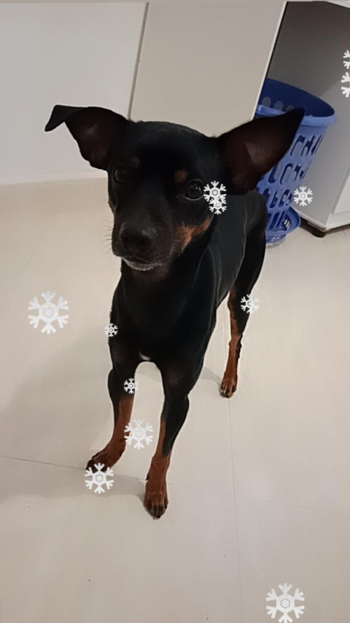 Roko