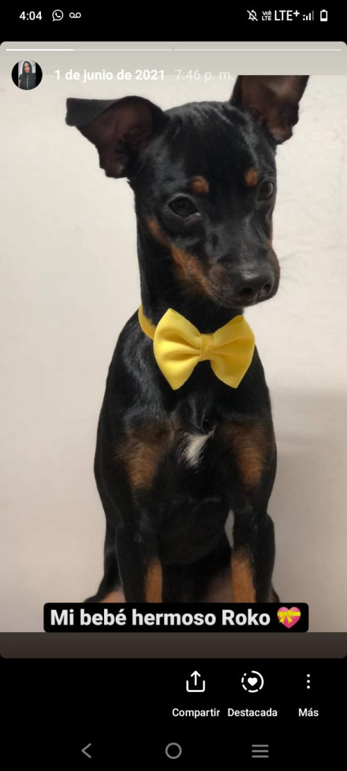 Roko