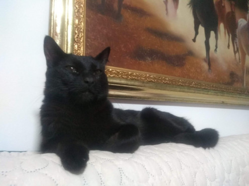 Arlo