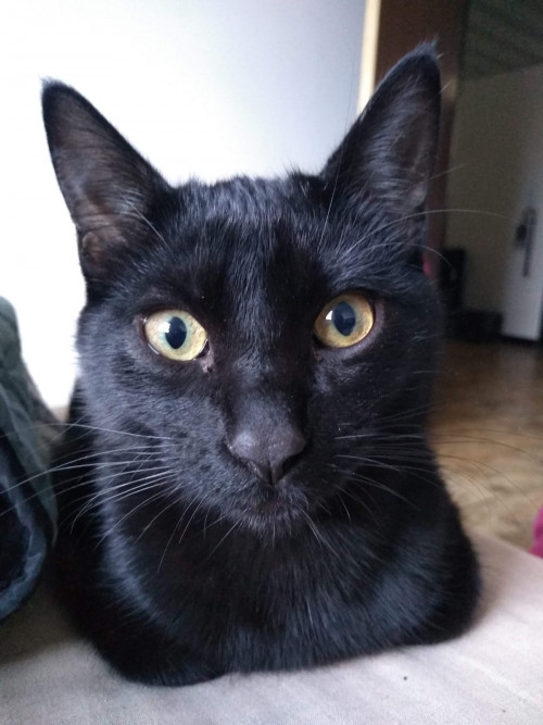 Arlo