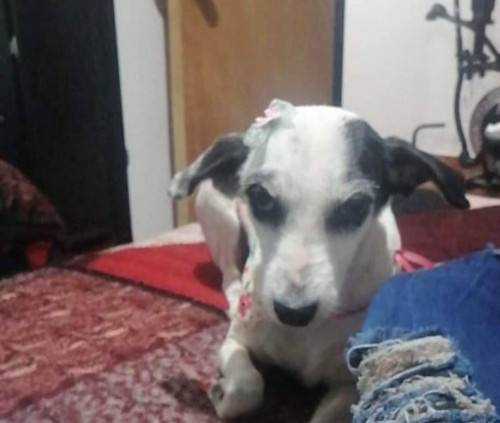 Paloma