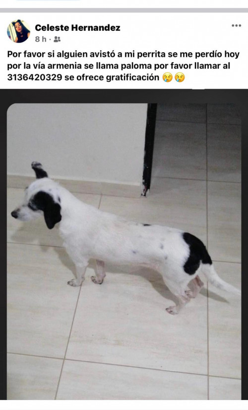 Paloma