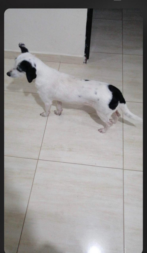 Paloma