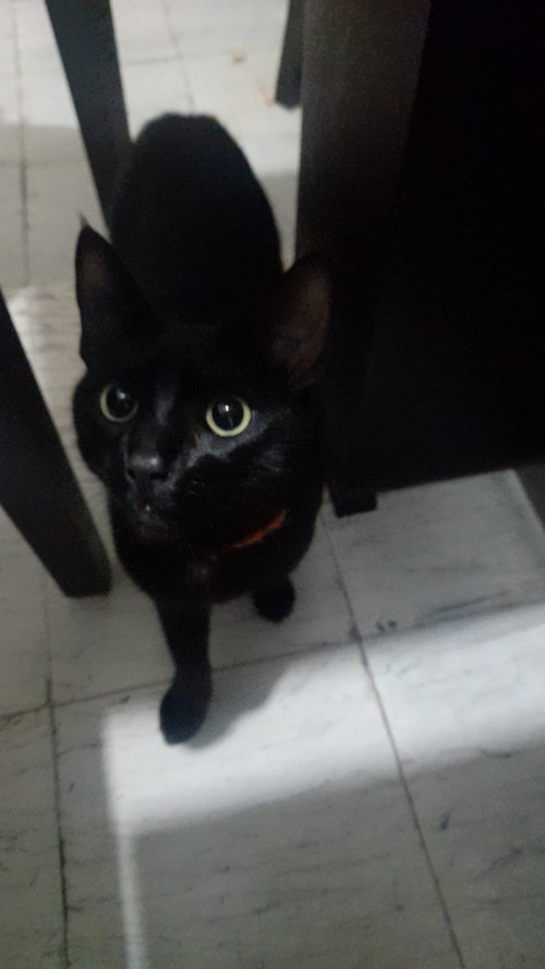 Negro