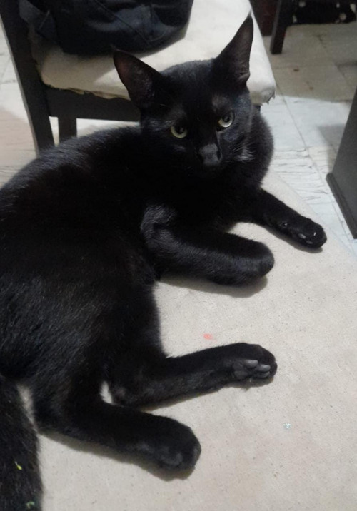 Negro