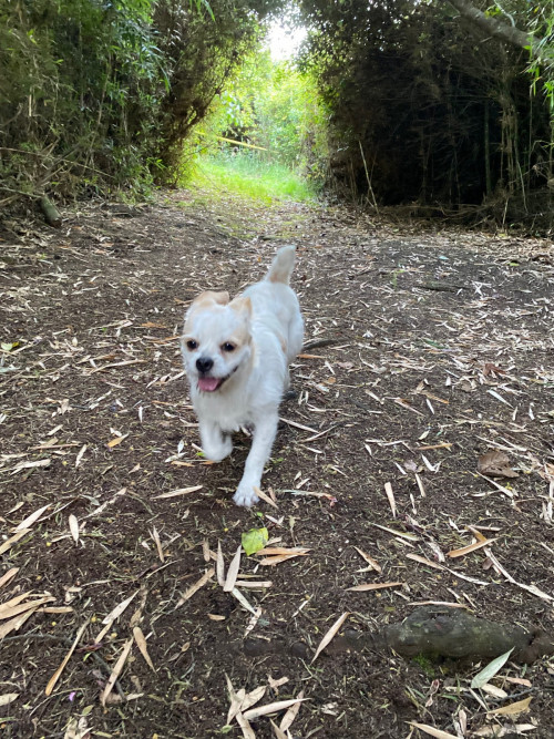 Koda