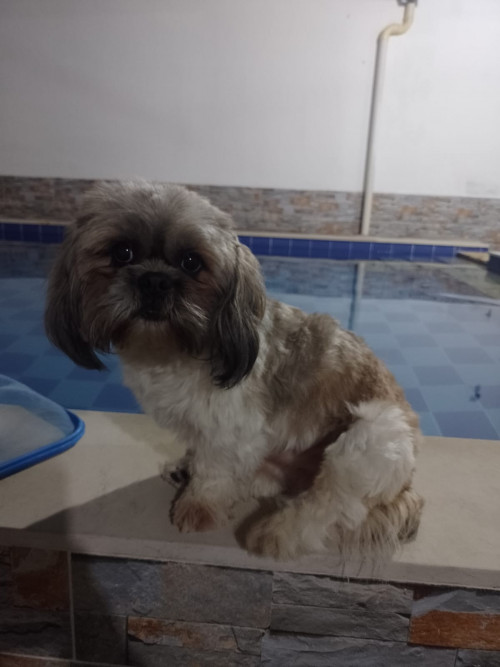 Bruno