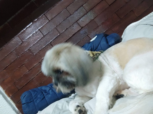 Bruno