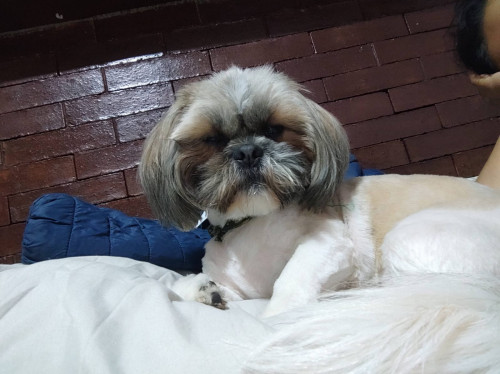 Bruno